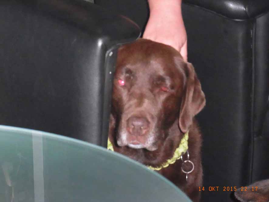 Deckenpiraten4 - Trauriger Labbi.jpg (886 x 665)